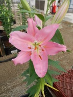 [4659 DJ OR-07 No02.JPG]